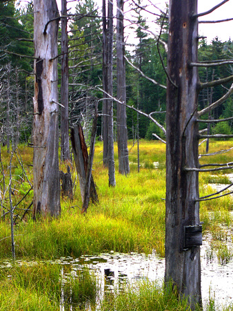 Swamp Pines