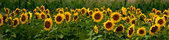 Painted Sunflowers